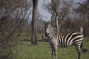 Cebra-Ignacio Gutiérrez Pérez