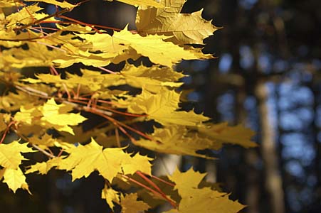 Blogs del Guadarrama