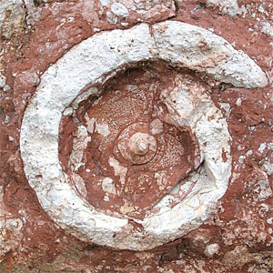 Fósiles en el portal