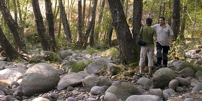 Buscando riadas bajo las piedras y en los árboles