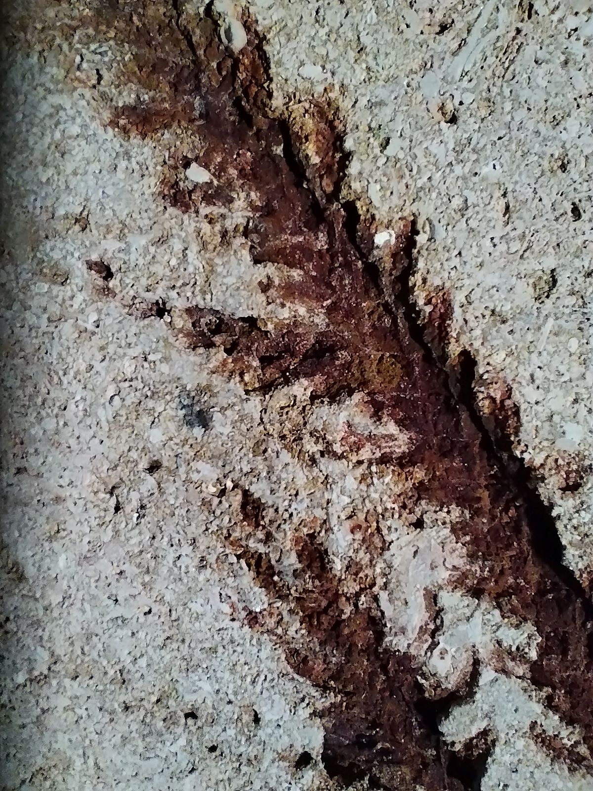 Ramas dentro de piedras