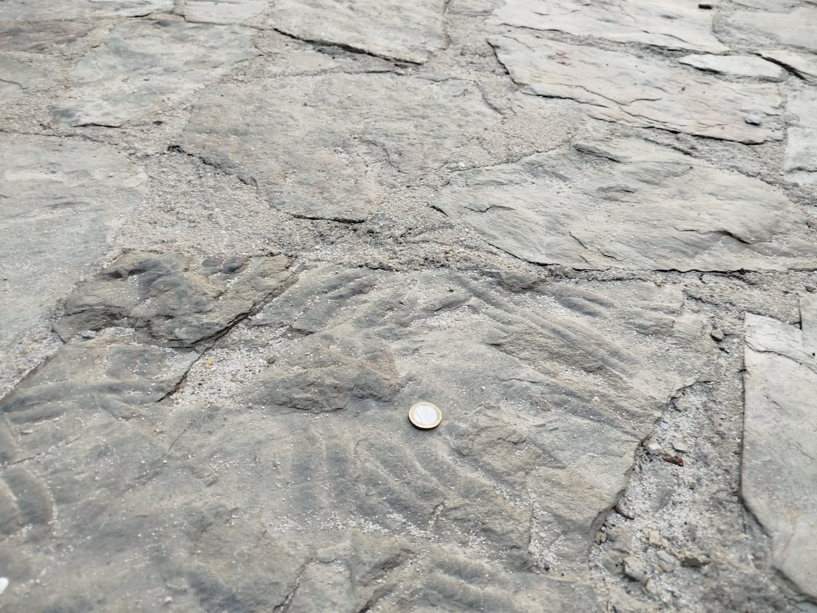 Los primeros segovianos en Madrid