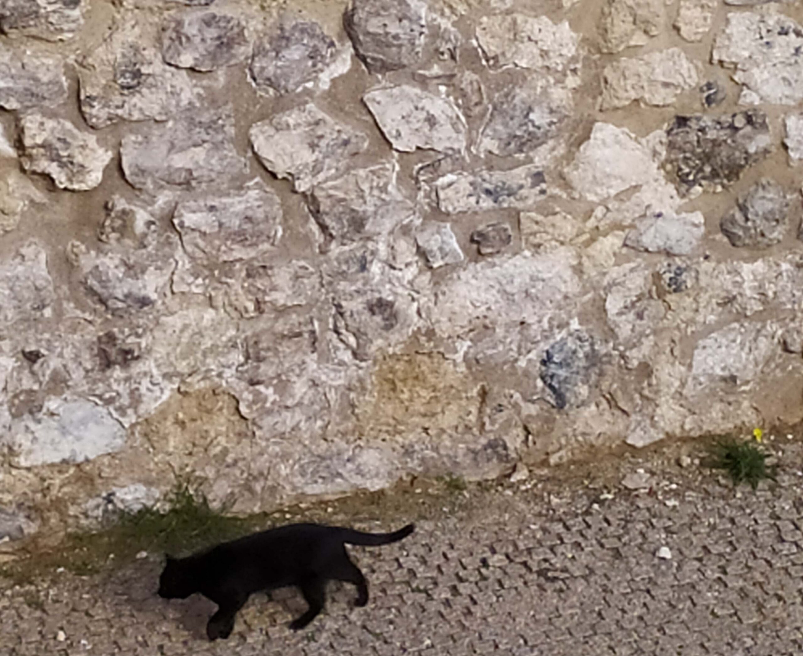 Los verdaderos ‘gatos’ y la geología